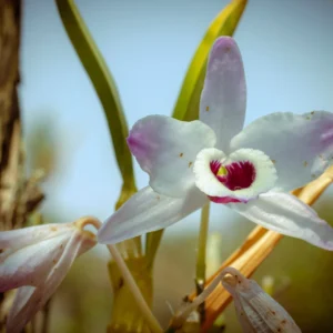 Retiro habitAR – um respiro no silêncio - Barraca Privativa
